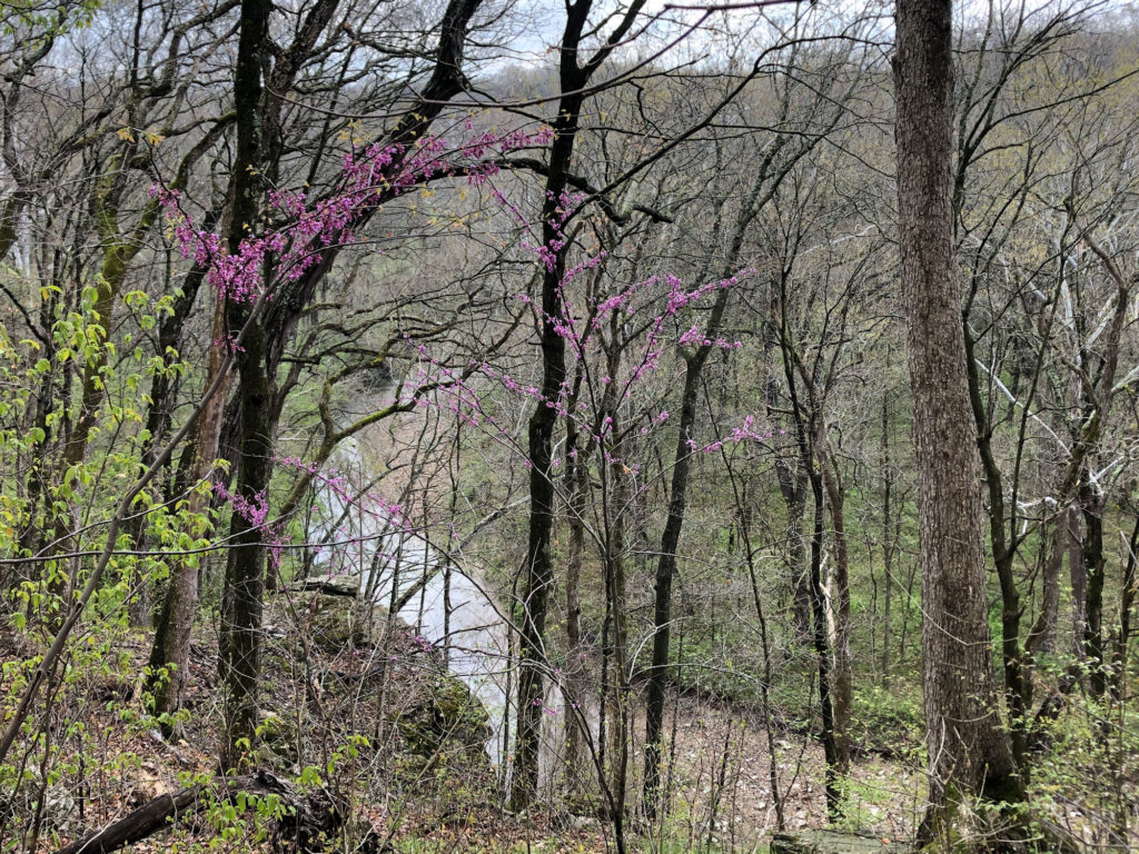 Gans Creek in the spring with redbuds in bloom