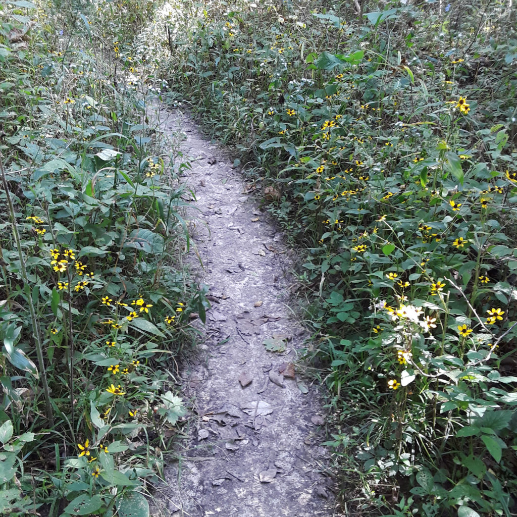 Wildflowers along the Wagon Wheel trail